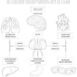 Stress Response System - Printable Coloring page