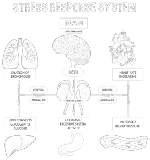 Stress Response System - Coloring page