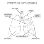 Structure Of The Lungs Coloring Page