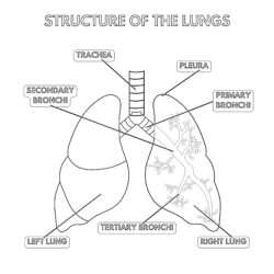 Structure Of The Lungs - Printable Coloring page