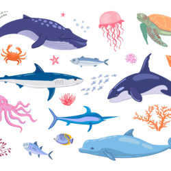 Various Marine Animals - Origin image