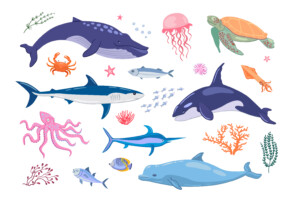 Various Marine Animals - Original image