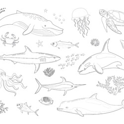 Various Marine Animals - Printable Coloring page