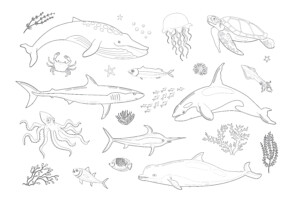 Various Marine Animals - Coloring page