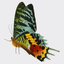 Vintage Beautiful Butterfly - Origin image