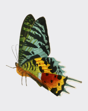 Vintage Beautiful Butterfly - Original image