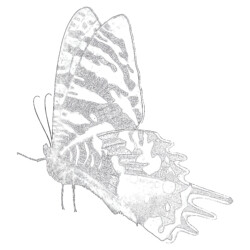 Vintage Beautiful Butterfly - Printable Coloring page