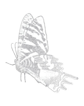 Vintage Beautiful Butterfly - Coloring page
