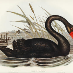 Vintage Black Swan - Origin image