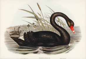Vintage Black Swan - Original image