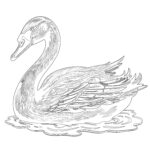 Vintage Black Swan Coloring Page