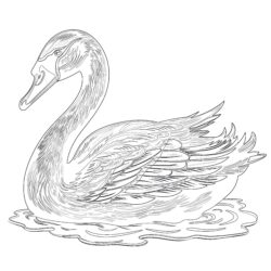Vintage Black Swan - Printable Coloring page