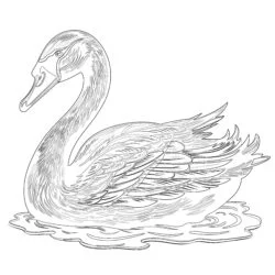 Vintage Black Swan Coloring Page - Printable Coloring page