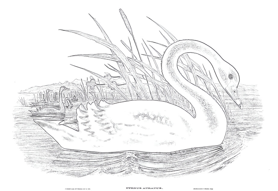 Vintage Black Swan - Coloring page