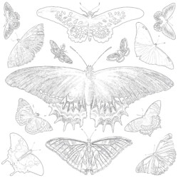 Vintage Birds With Butterflies In Flowers - Printable Coloring page