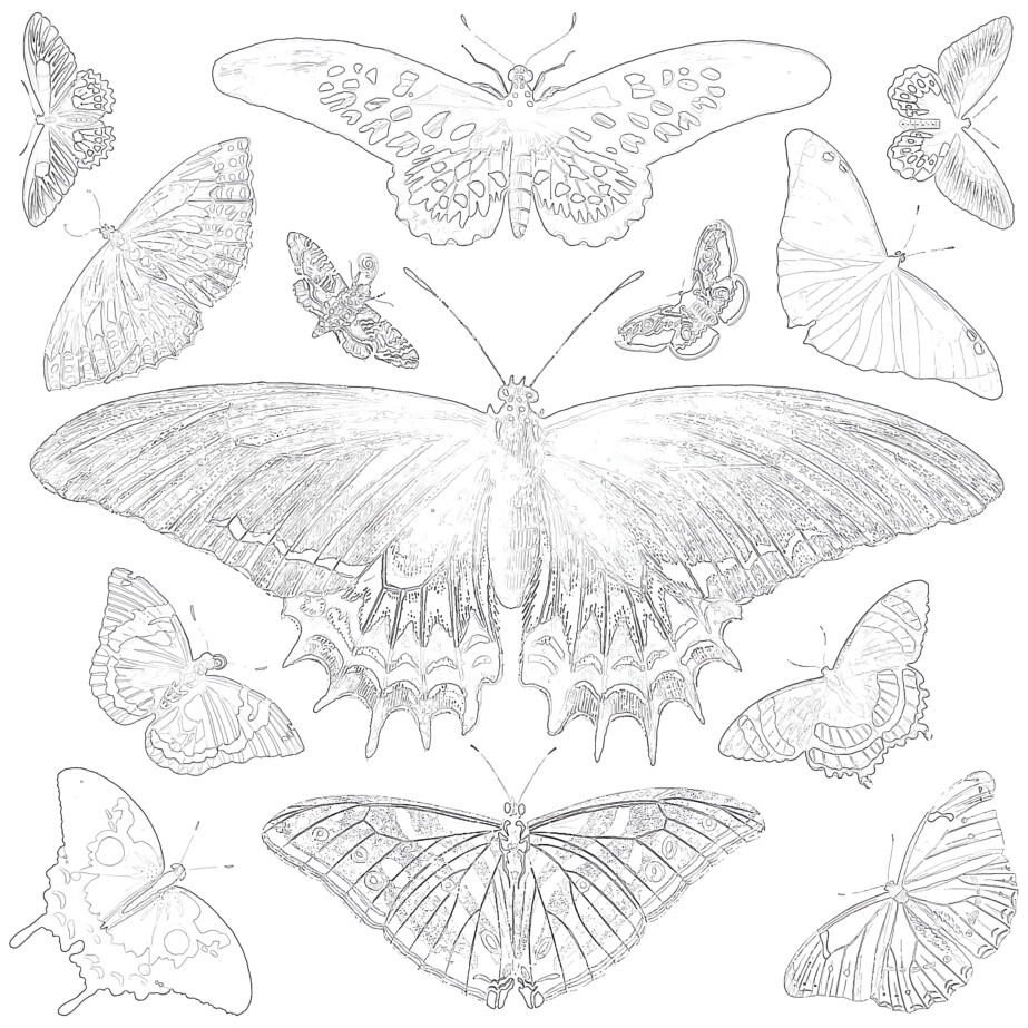 Vintage Butterfly - Coloring page