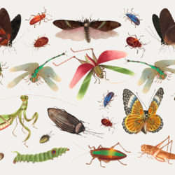 Vintage Insects - Origin image