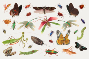 Vintage Insects - Original image