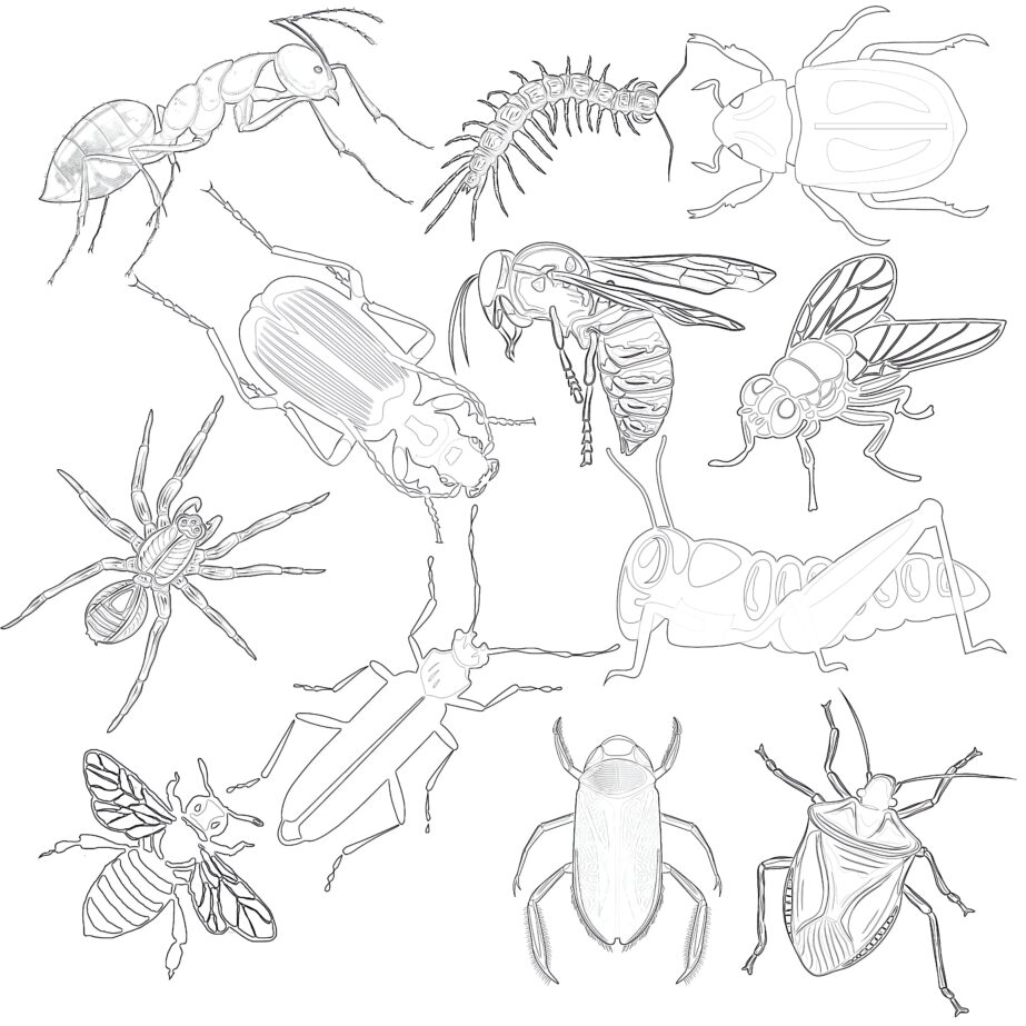 Vintage Insects Coloring Page