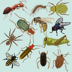 Vintage Insects - Origin image