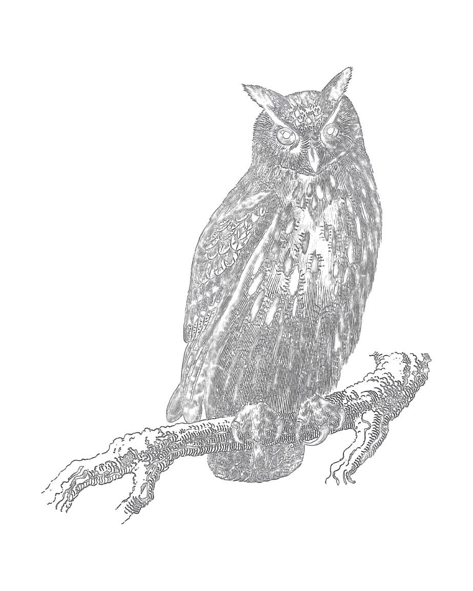 Vintage Owl - Coloring page