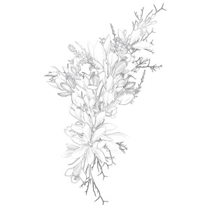 Adult Floral - Coloring page