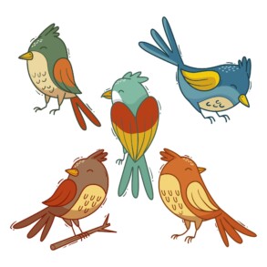 Collection Bird - Original image