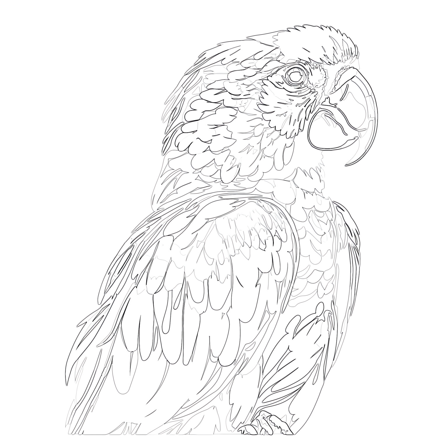 Printable Colorful Parrot Coloring Page - Mimi Panda