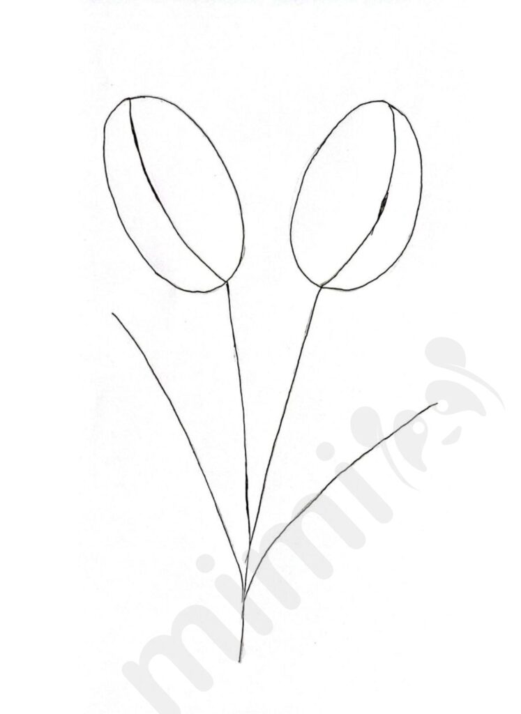 drawing tulip for adult step 1