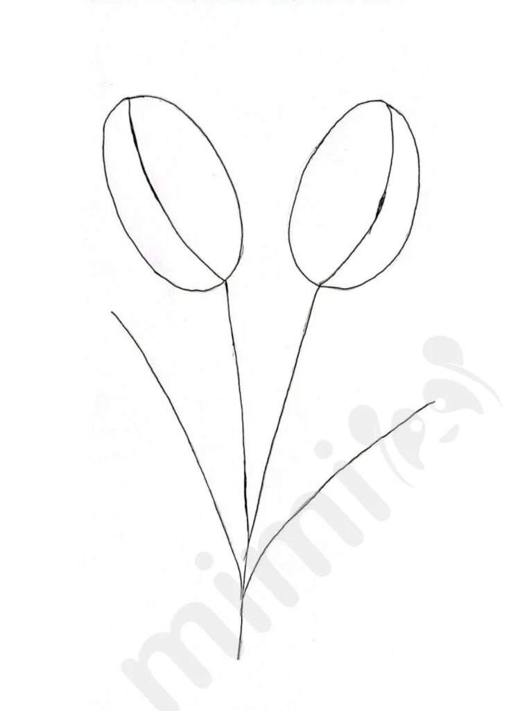 drawing tulip for adult step 1