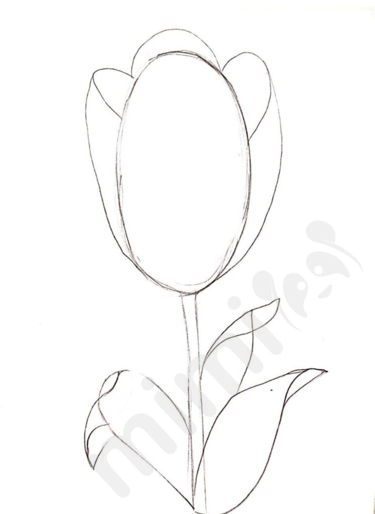 drawing tulip for kids step 4