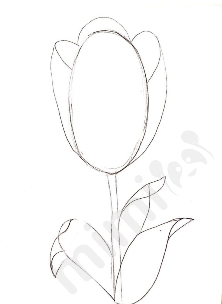 Tulip Drawing: Easy Step-by-Step Tutorial - Mimi Panda