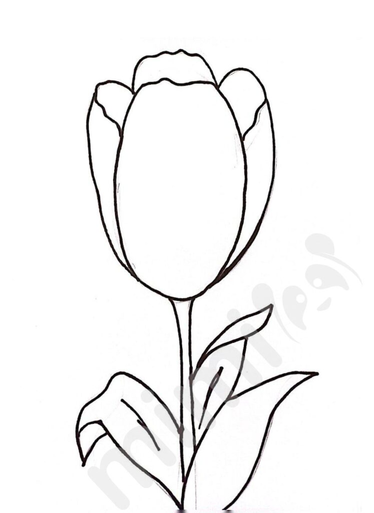 drawing tulip for kids step 5