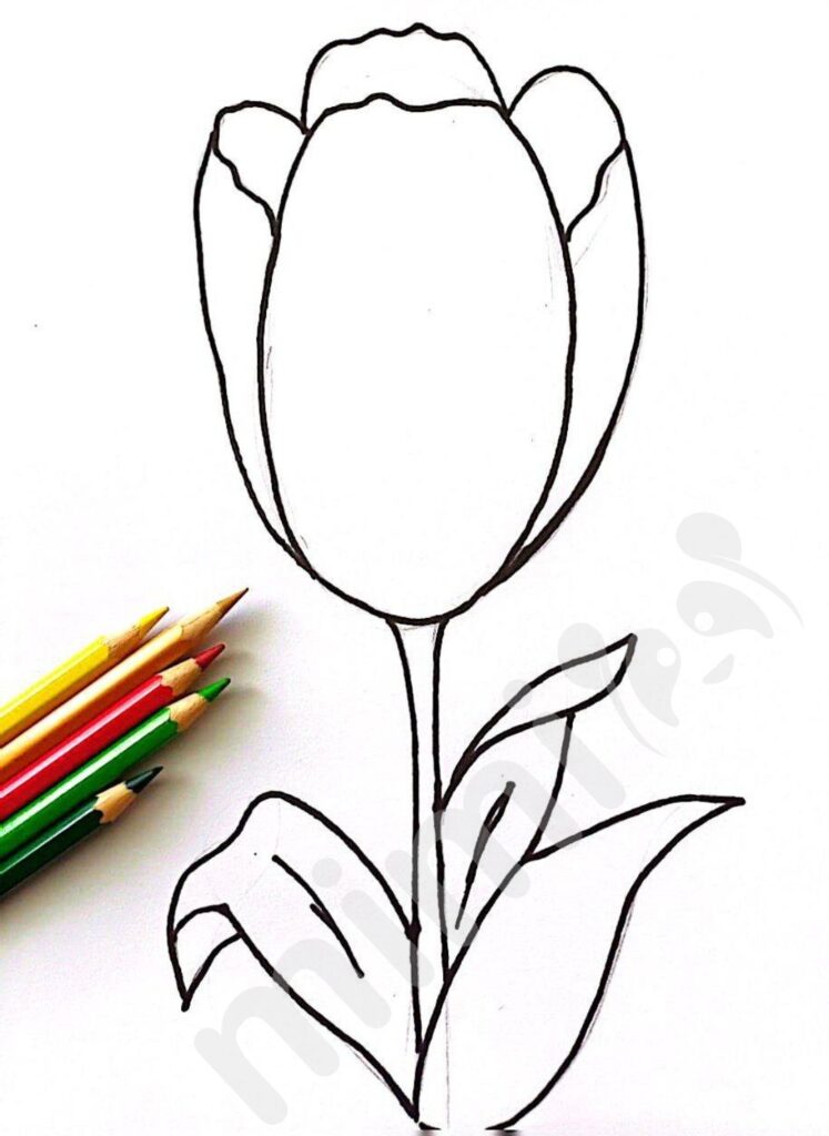 drawing tulip for kids with pencil