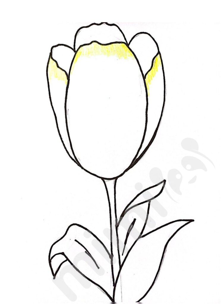 drawing tulip for kids step 6