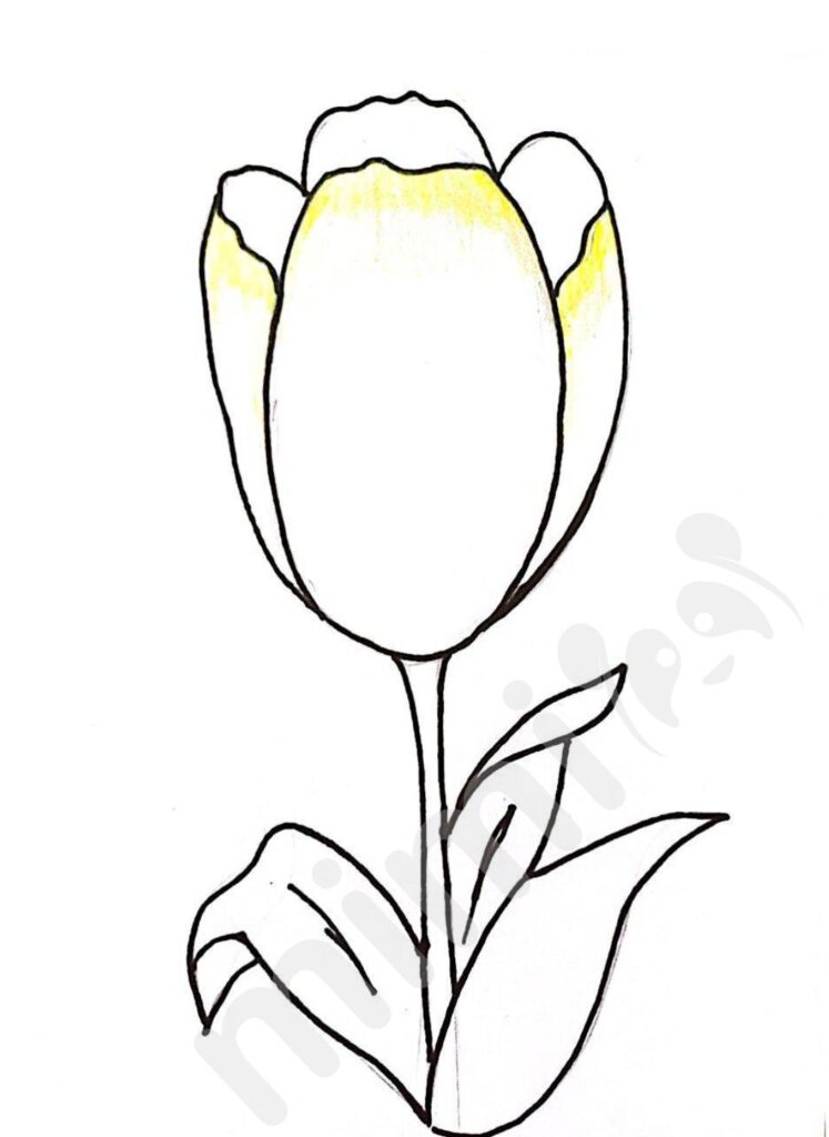 drawing tulip for kids step