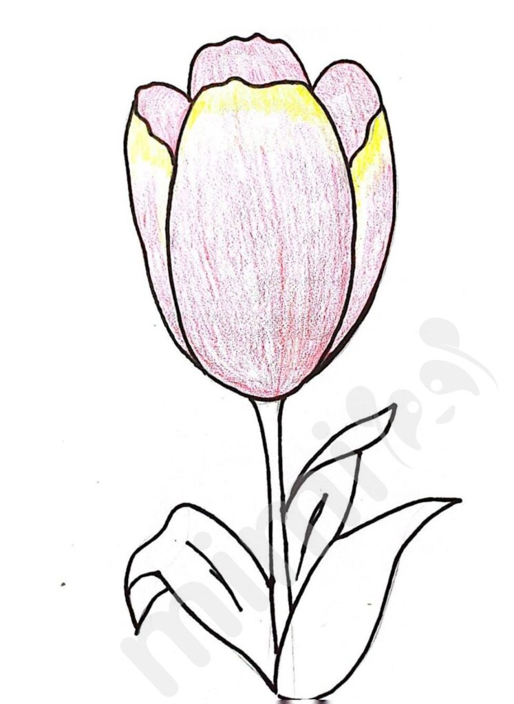 drawing tulip for kids step 8