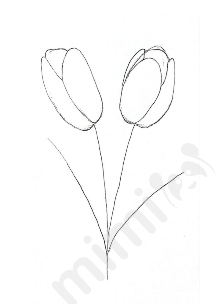 drawing tulip for adult step 2