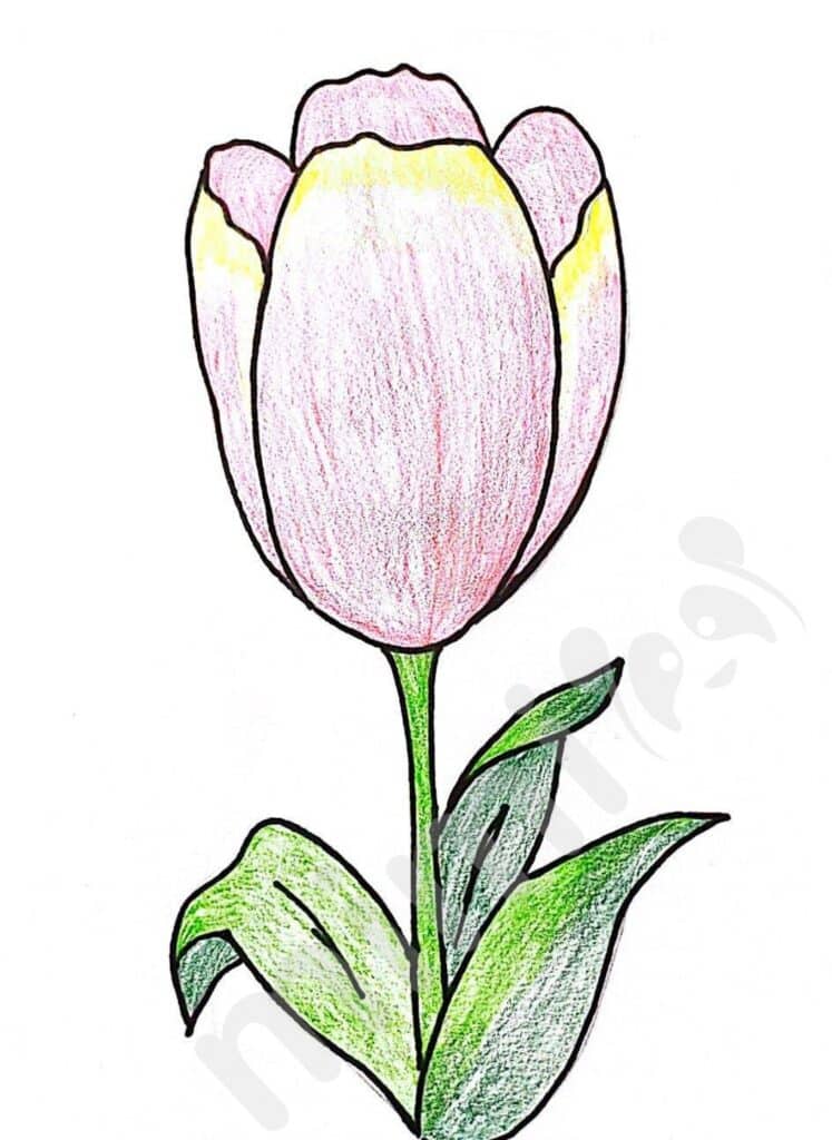 drawing tulip for kids step 9