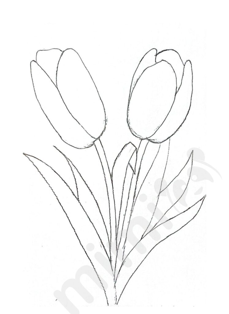 Tulip Drawing: Easy Step-by-Step Tutorial - Mimi Panda