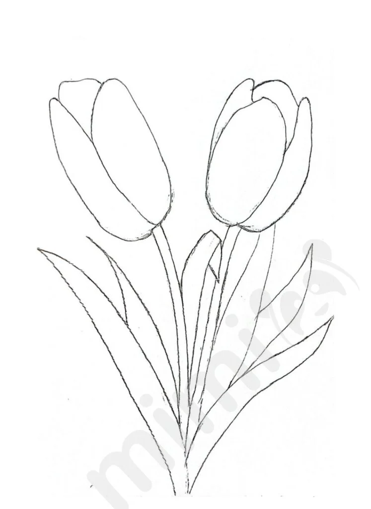 drawing tulip for adult step 3