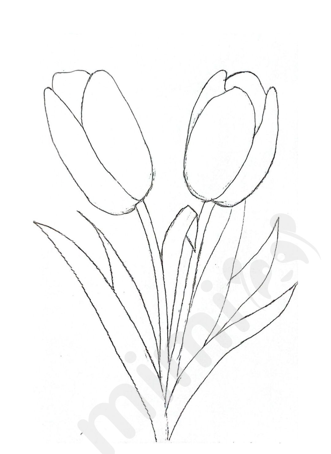 Tulip Drawing Easy StepbyStep Tutorial Mimi Panda