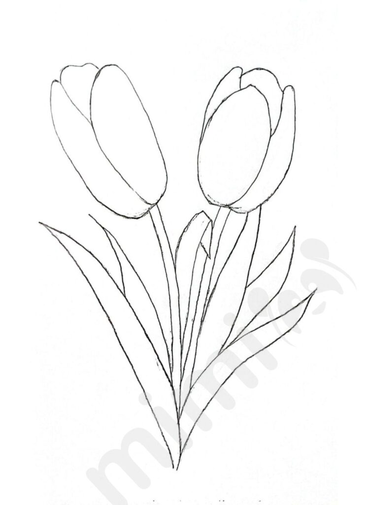 drawing tulip for adult step 4