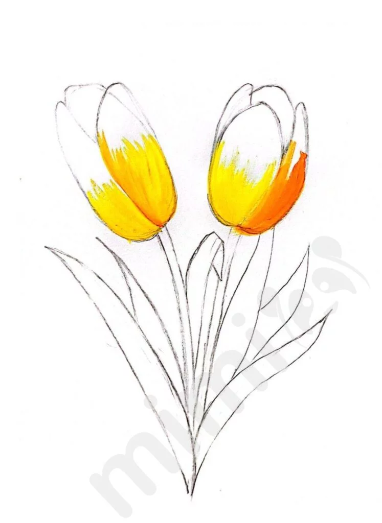 drawing tulip for adult step 5