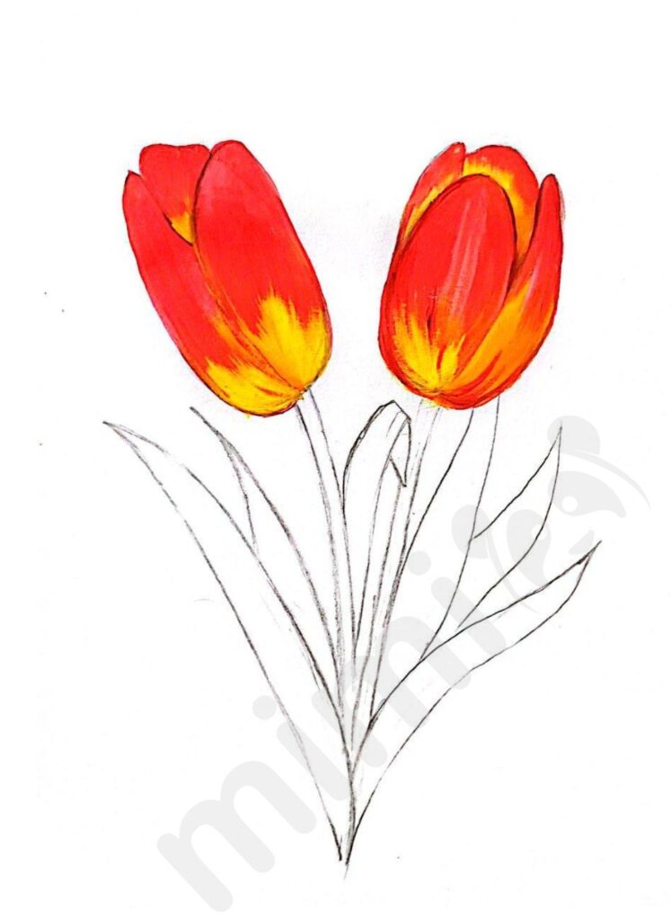 drawing tulip for adult step 6