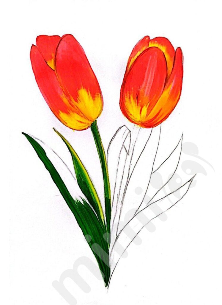 drawing tulip for adult step 7