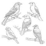 さまざまな種類の鳥の塗り絵ページ