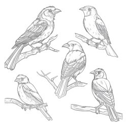 Página Para Colorear De Diferentes Tipos de Pájaros - Página para colorear