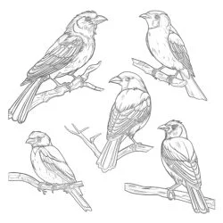 Page de Coloriage Sur Les Différentes Sortes D'oiseaux - Page de coloriage imprimable