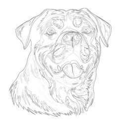 Chien Rottweiler Page à Colorier - Page de coloriage imprimable
